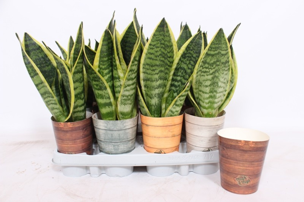 Sansevieria Superba in Rough & Tough cup.