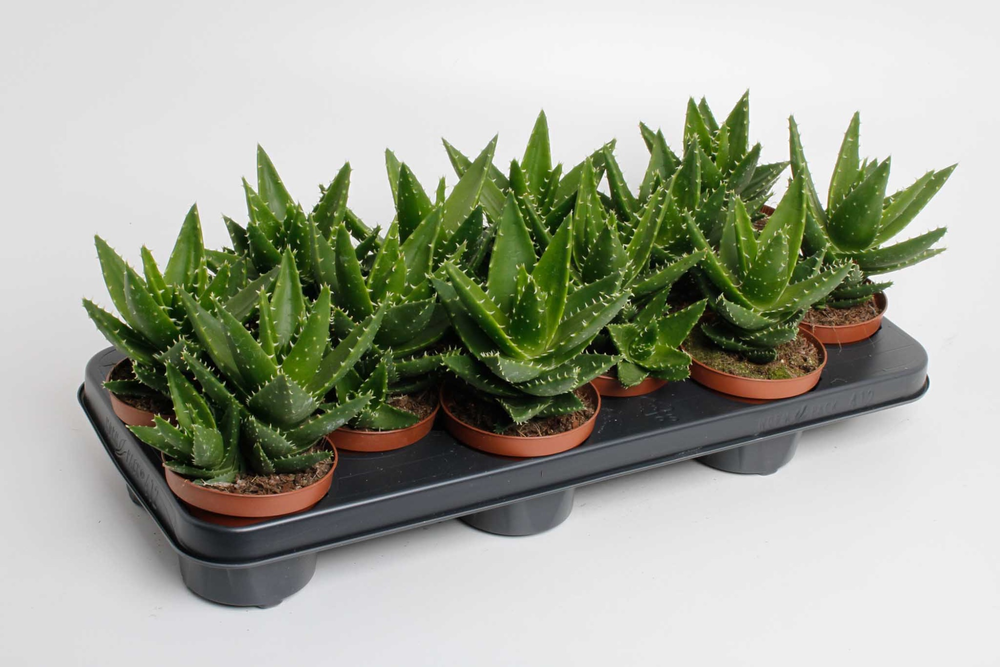 Aloe perfoliata.