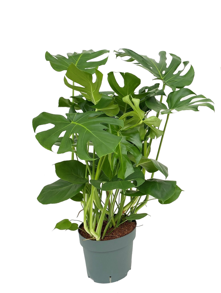 Monster Deliciosa.
