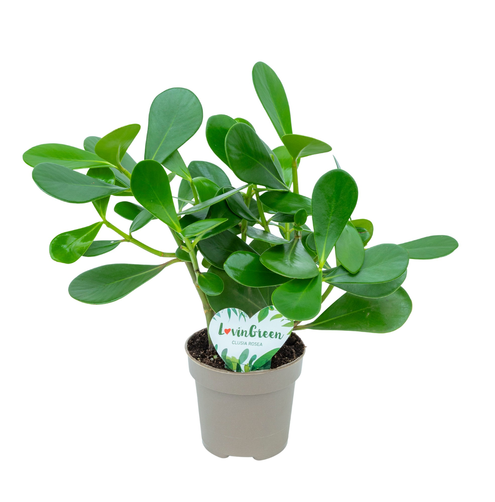 Clusia Rosea Green Magic.