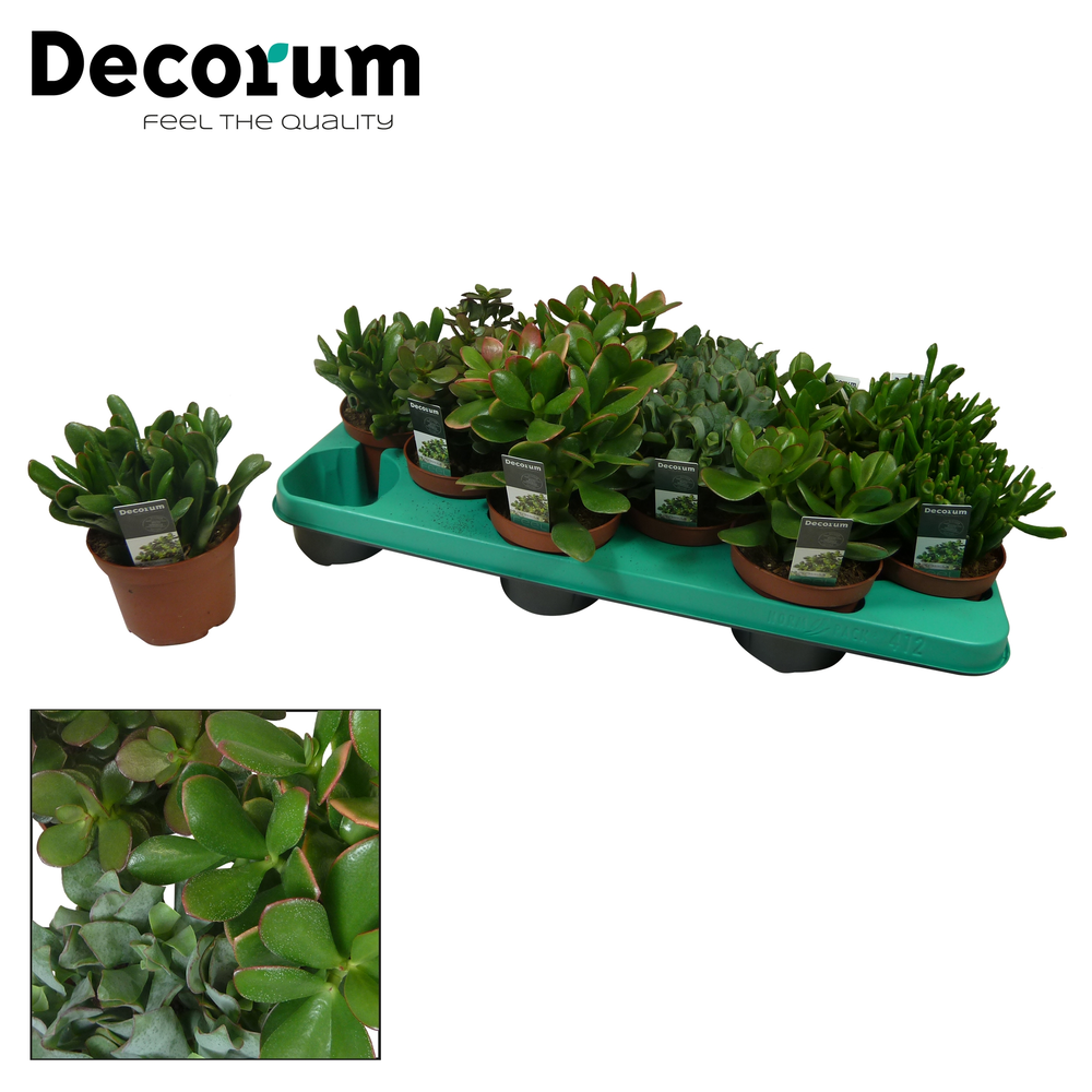 Crassula mix 6 soorten.