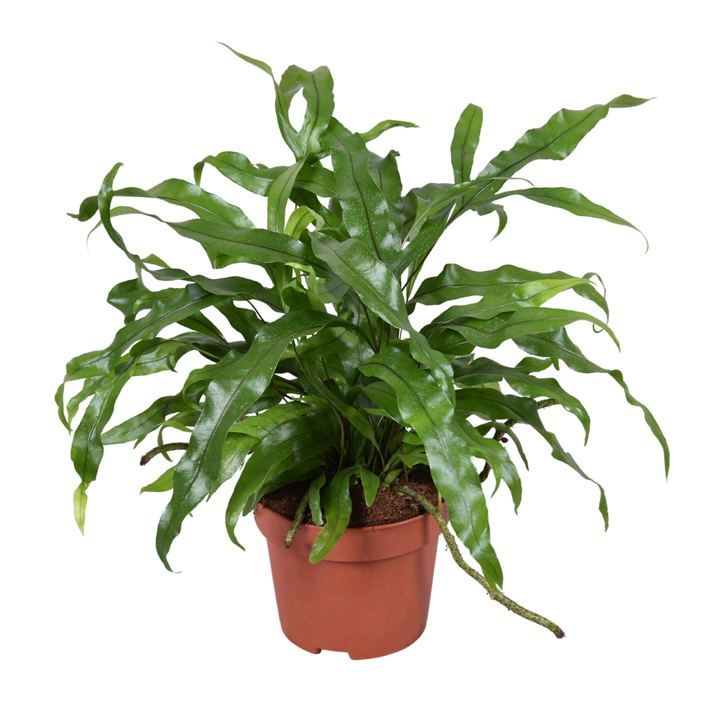 Microsorum Diversifolium.