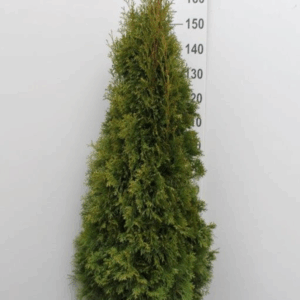 Thuja occidentalis 'Smaragd'