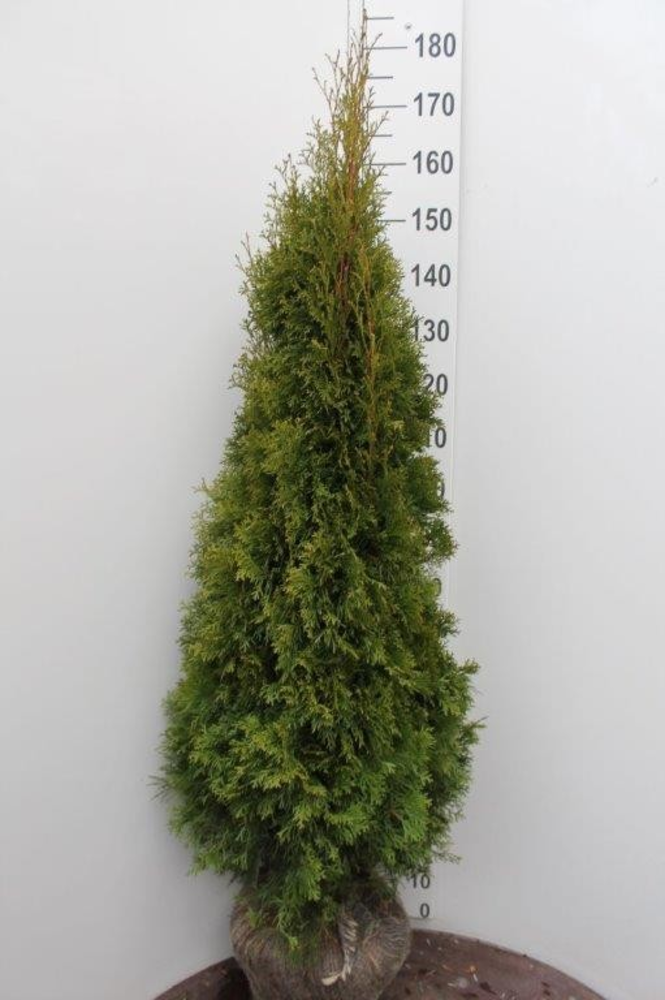 Thuja occidentalis 'Smaragd'.