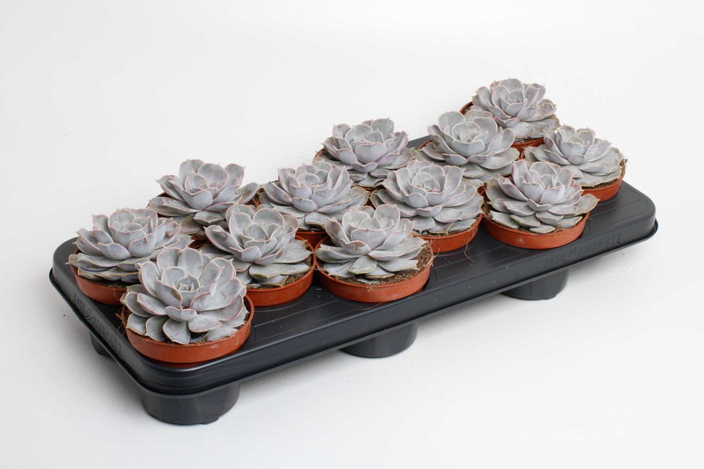 Echeveria lilacina.