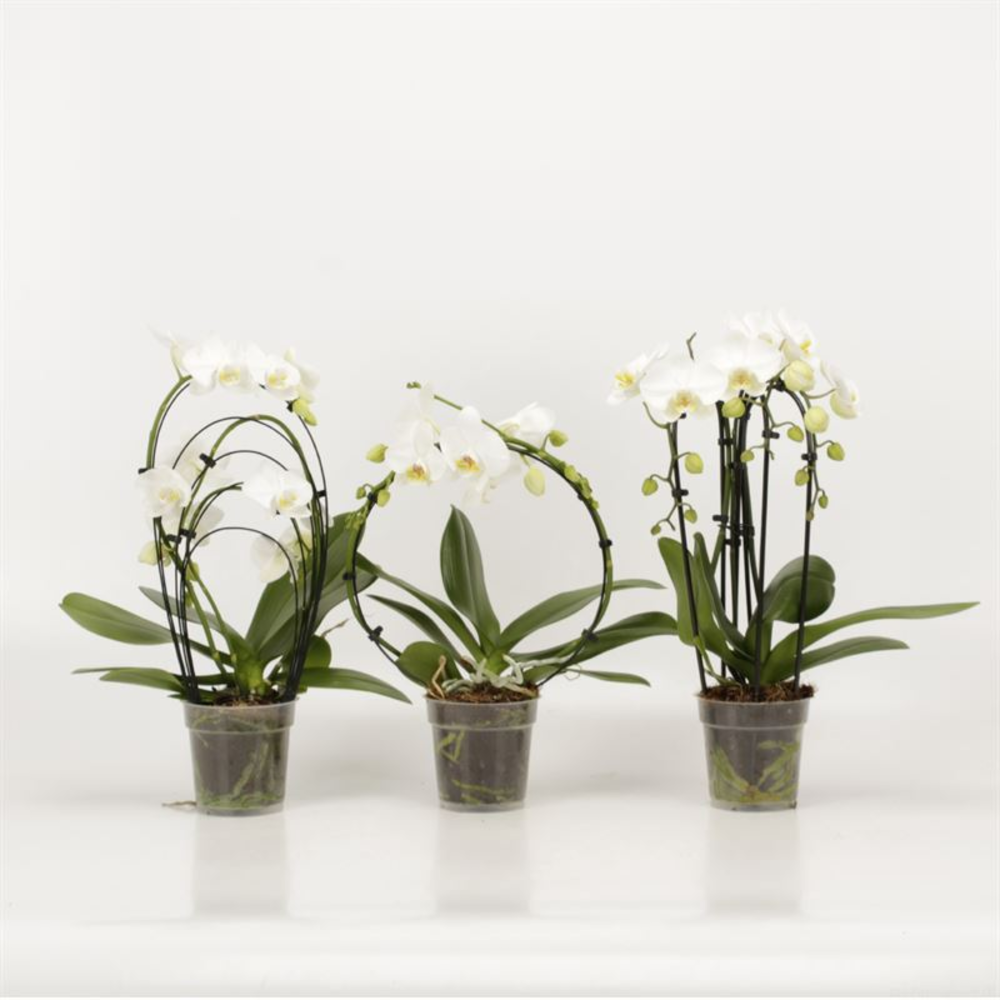 Phalaenopsis overig Shapes wit.