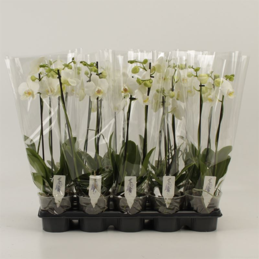 Phalaenopsis overig wit 2 Tak Wit Compact.