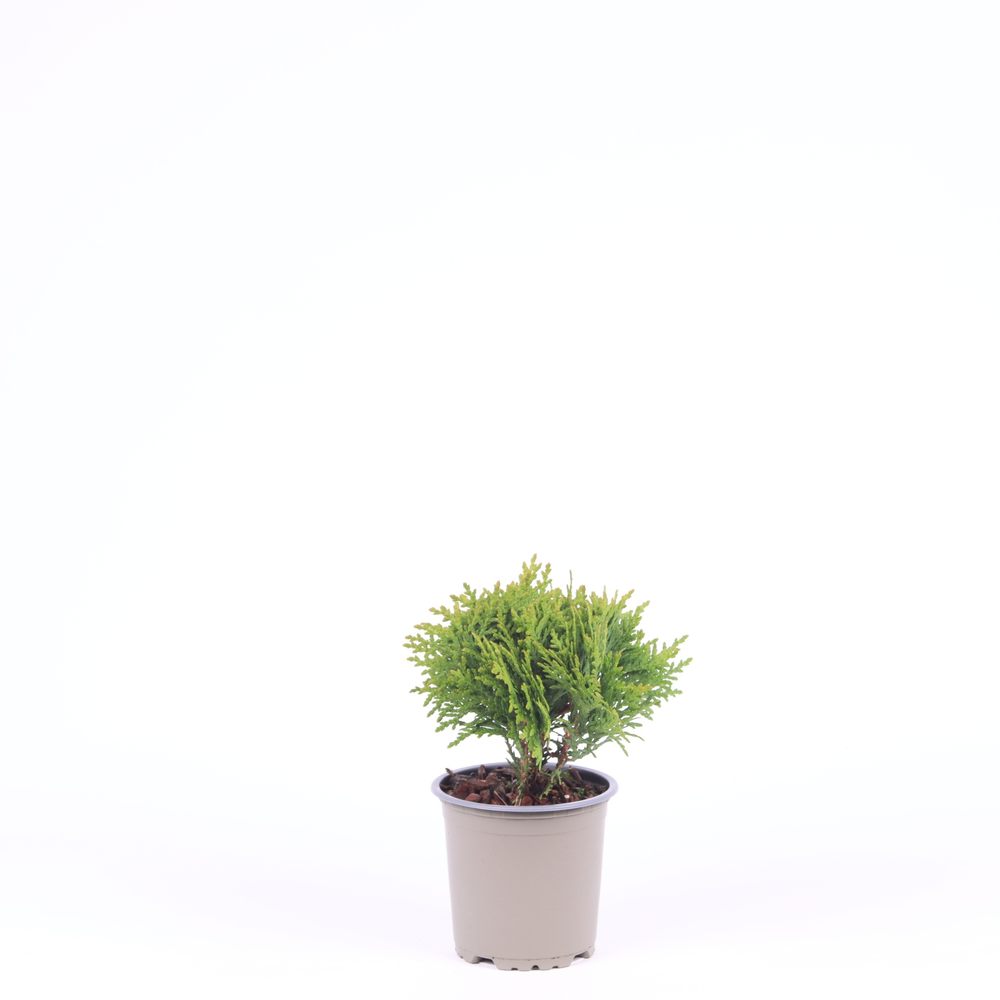 Thuja occidentalis 'Danica'.