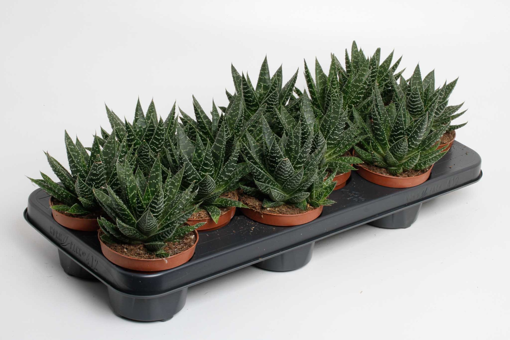 Gasteraloe 'Apollo.