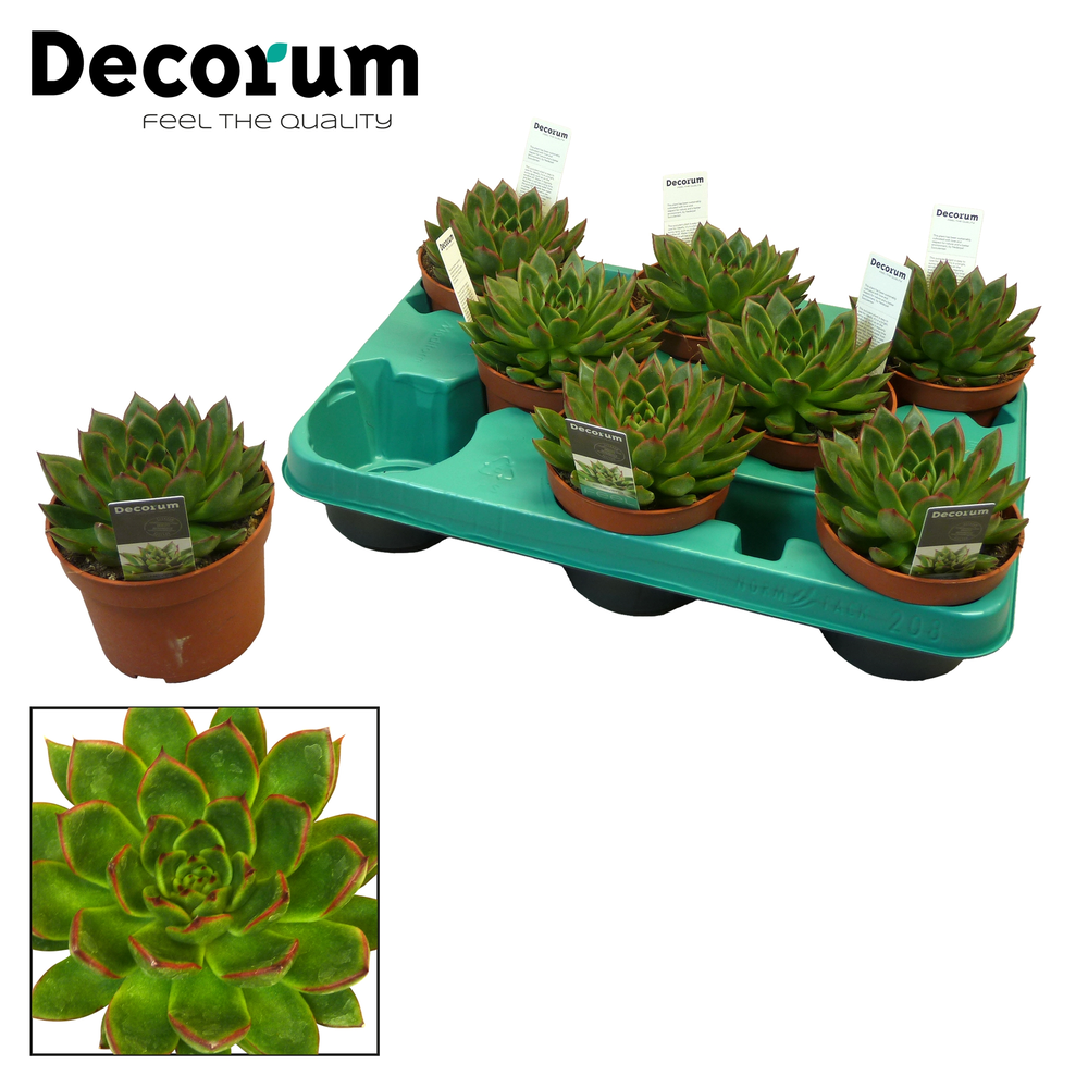 Echeveria agavoides.