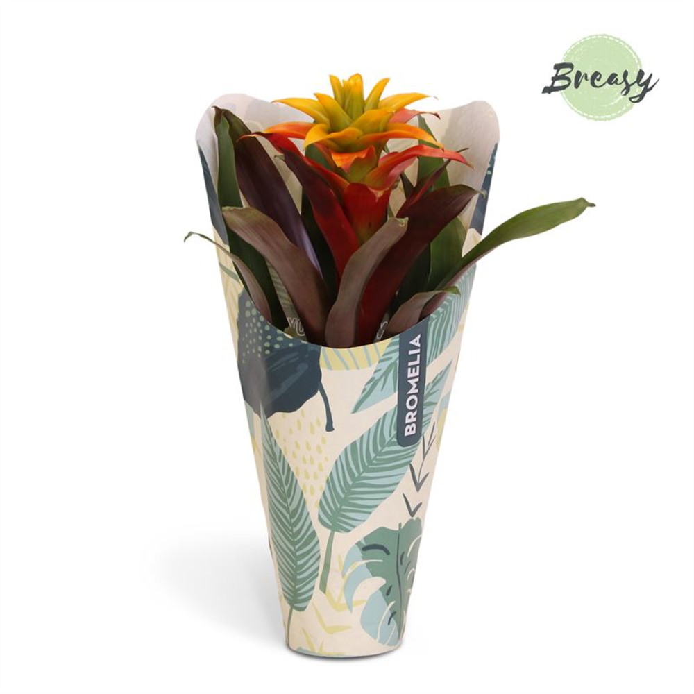 Guzmania Fiero Yellow Jungle kraft.
