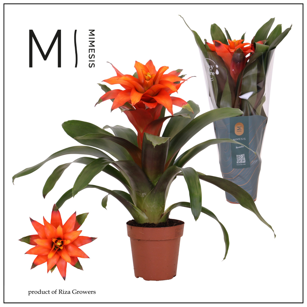 Mimesis Guzmania Fiero Orange - 12 cm.