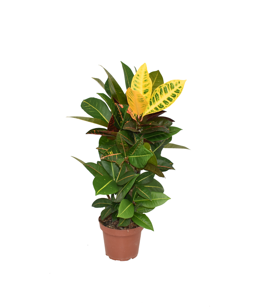 Croton Petra P14.
