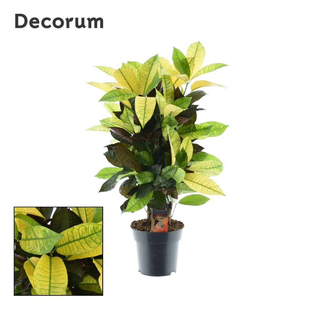 Croton Mrs. Iceton vertakt (Decorum).