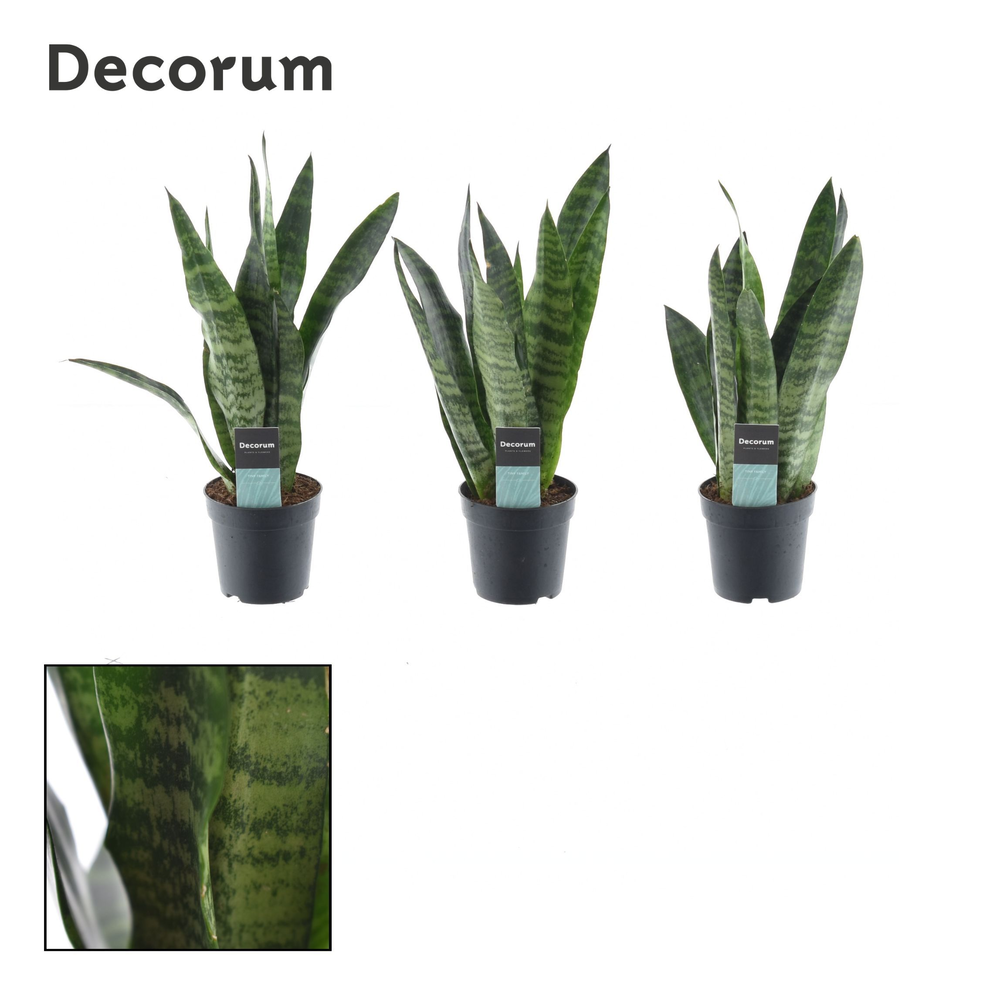 Sansevieria Black Coral 7 cm (Decorum).