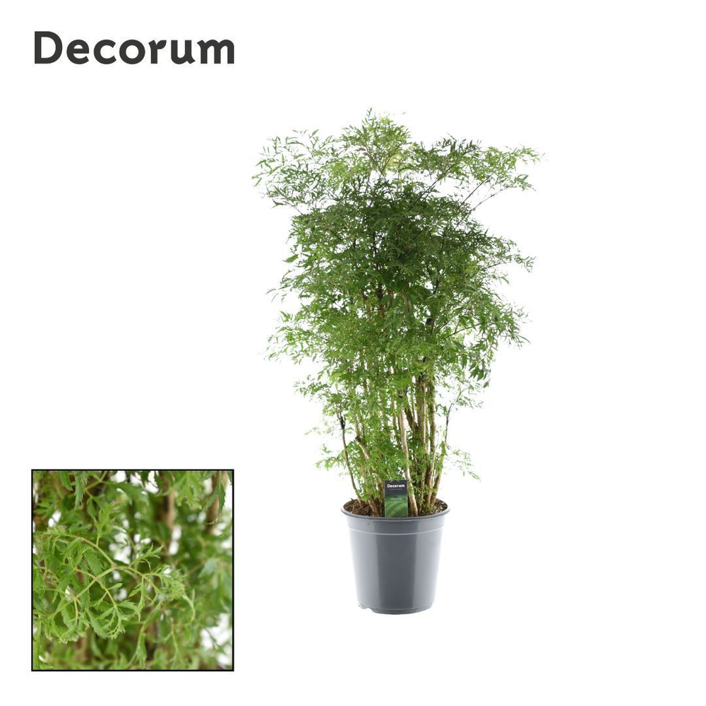 Polyscias Hawaiiana Ming vertakt (Decorum).