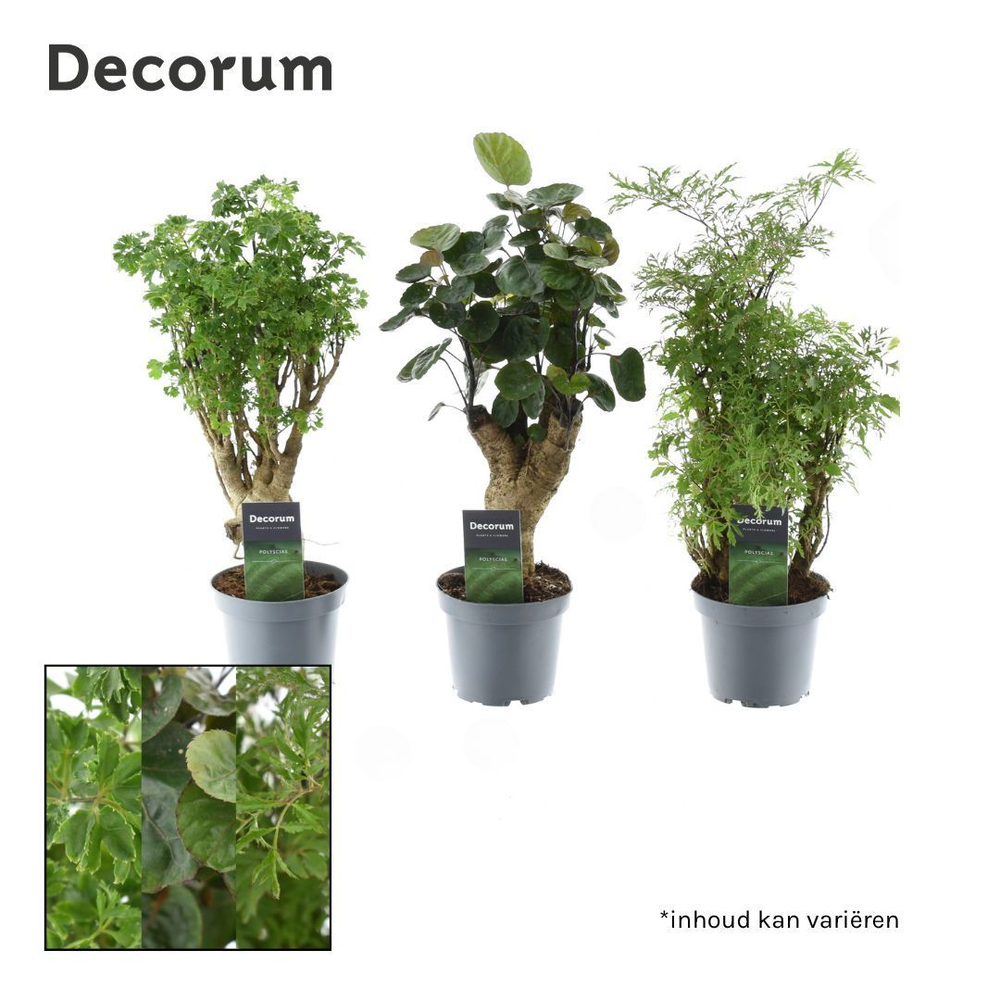 Polyscias gemengd (2-3 soorten) (Decorum).