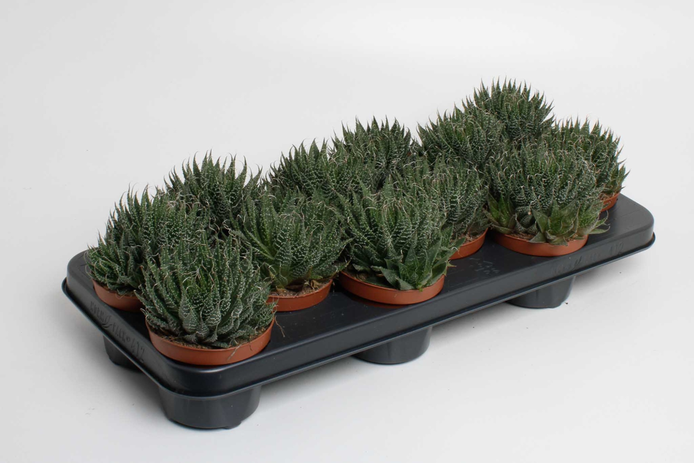 Aloe aristata.