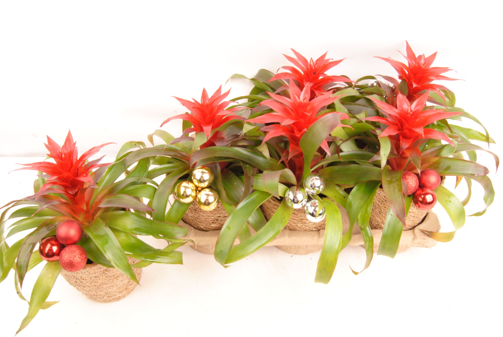 eco kerst.