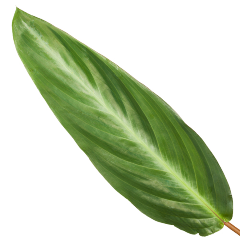 Calathea 17cm Stripestar Rhythm of Nature zonder h.