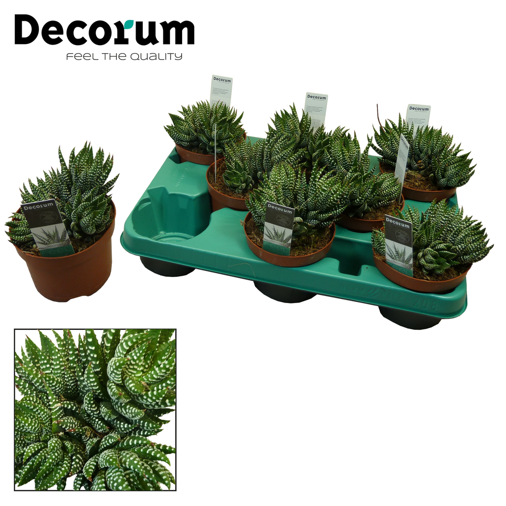 Haworthia zebrina.