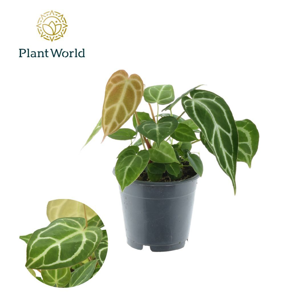 Anthurium Chrystallinum P12.