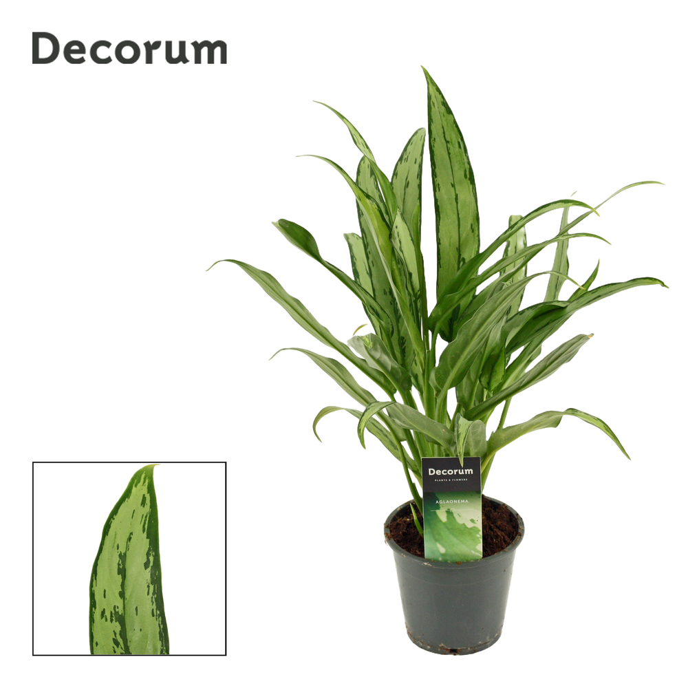 Aglaonema Cutlass 12 cm (Decorum).