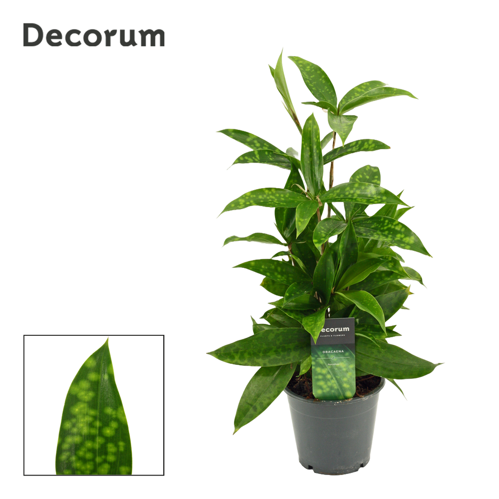 Dracaena Surculosa 12 cm (Decorum).