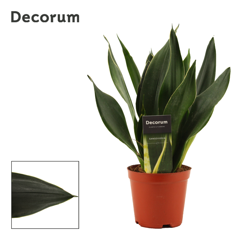 Sansevieria Black Diamond 12 cm (Decorum).