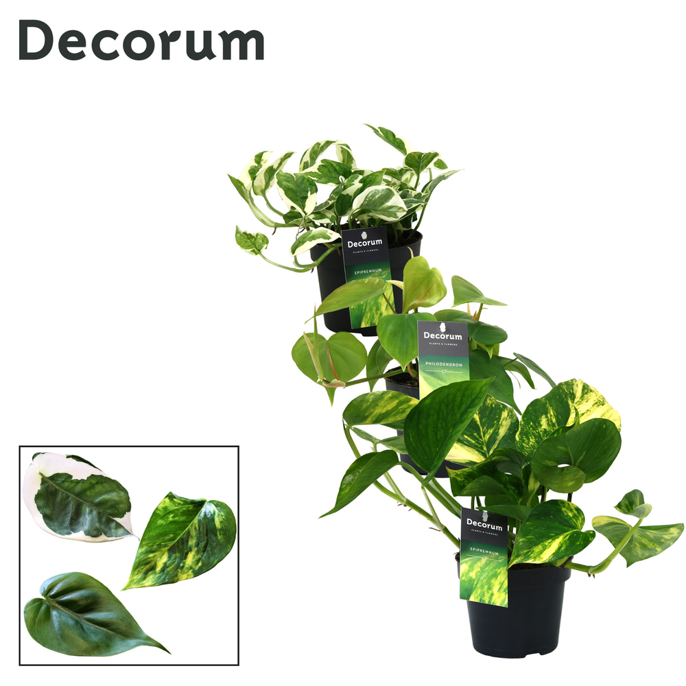 Mix Scindapsus (Epipremnum) / Philodendron gemengd.