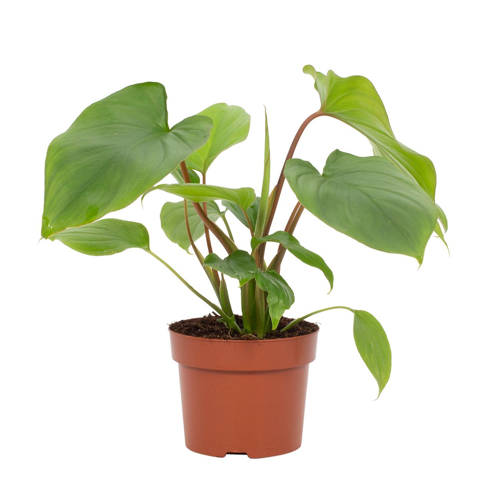 Homalomena Rubescens Maggy 12cm.