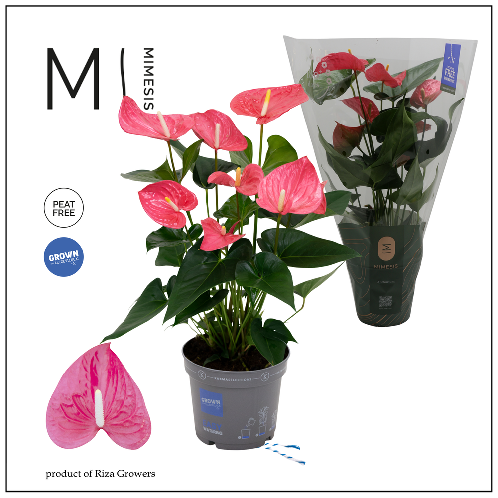 Mimesis Anthurium KARMA Maine - 17cm.