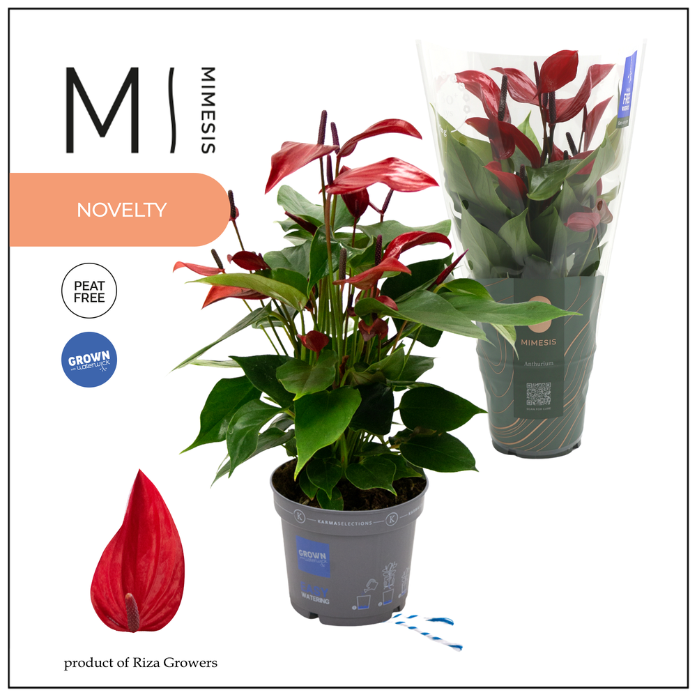 Mimesis Anthurium KARMA Lava - 12cm.