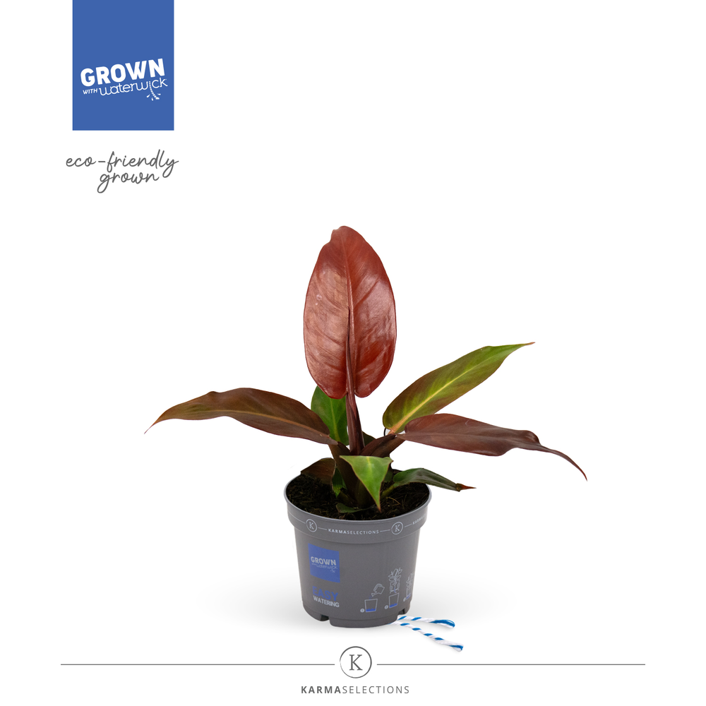 Philodendron - KARMA Starfire | 12cm.