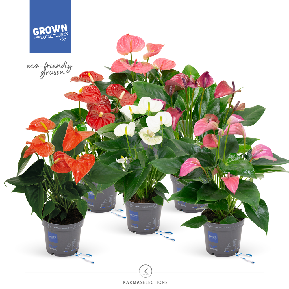 Mimesis Anthurium KARMA Allstar mix - 12 cm.