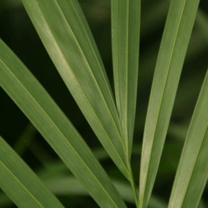 Areca in basket palmleaf