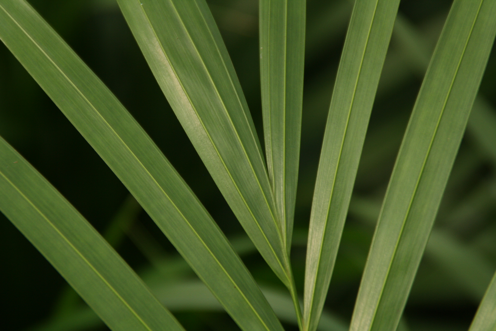 Areca in basket palmleaf.