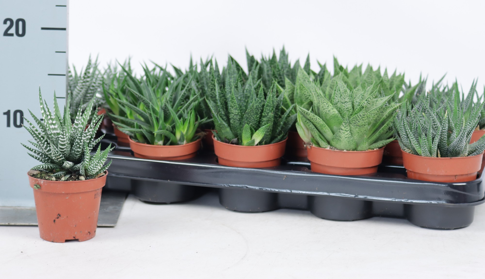 Aloe/haworthia mix 8,5 cm.