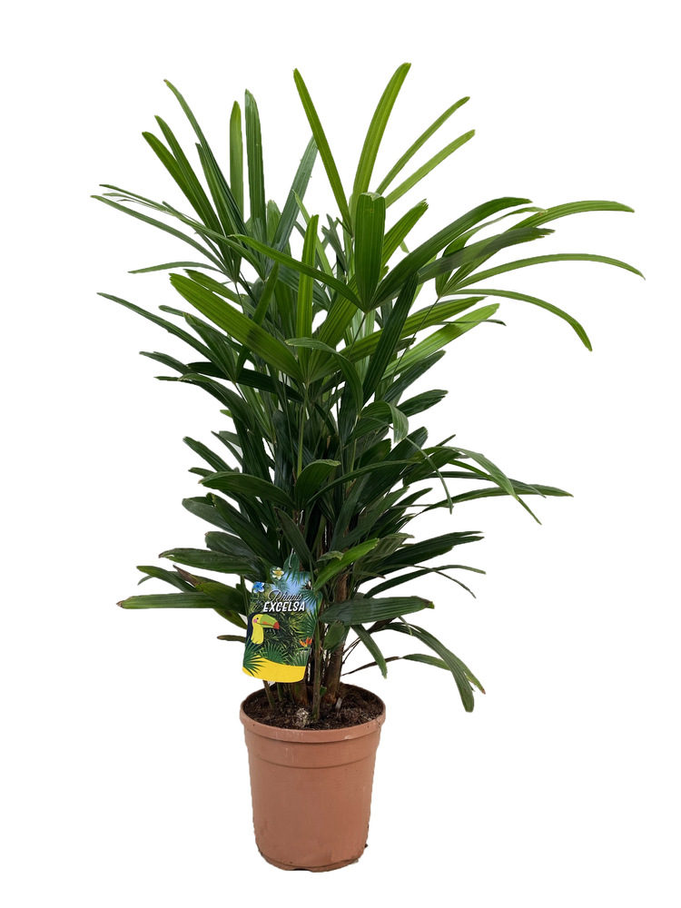 Rhapis excelsa.