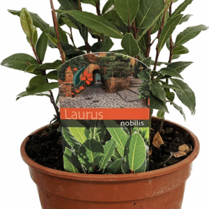 Laurus nobilis.