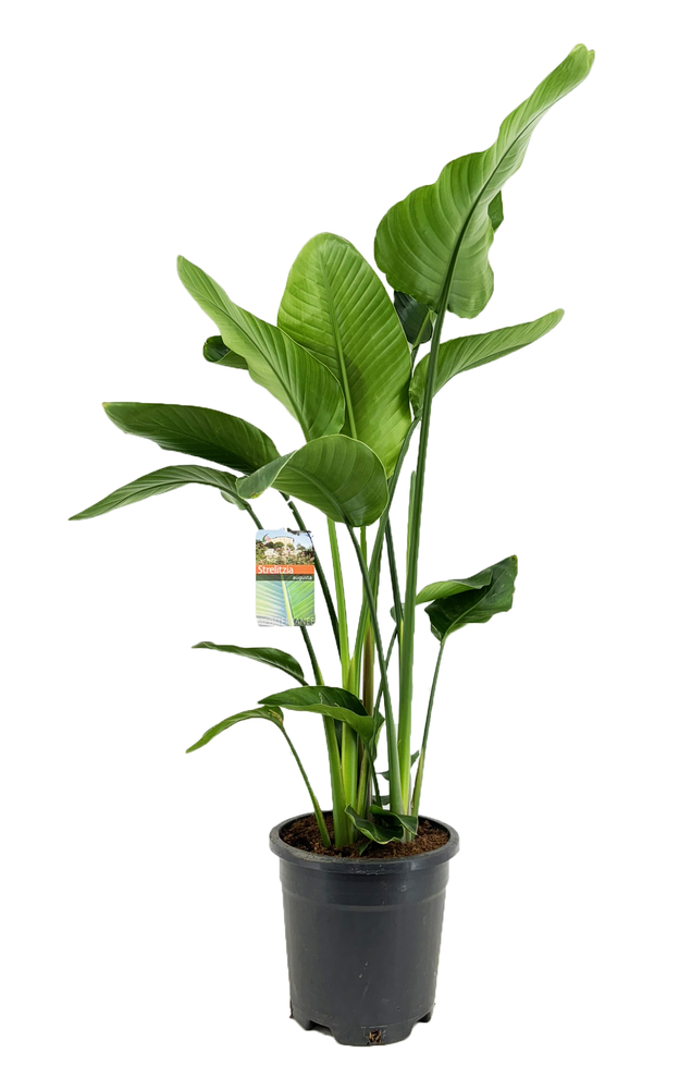 Strelitzia augusta.