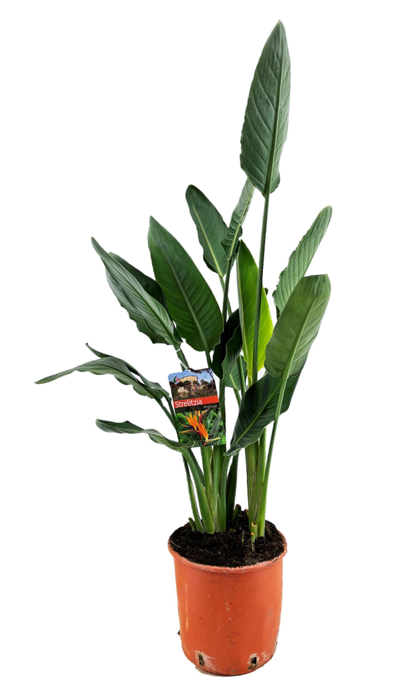 Strelitzia reginae.