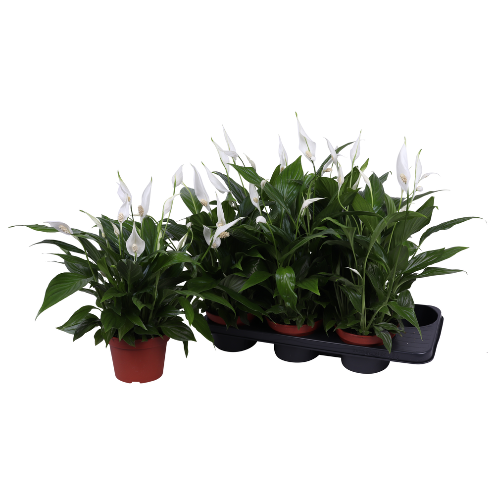 Spathiphyllum Pearl Cupido 15cm zonder hoes.