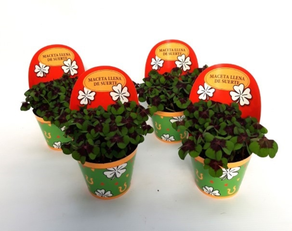 Oxalis deppei Geluk Spaans.