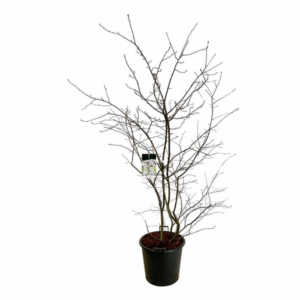 Amelanchier lamarckii.