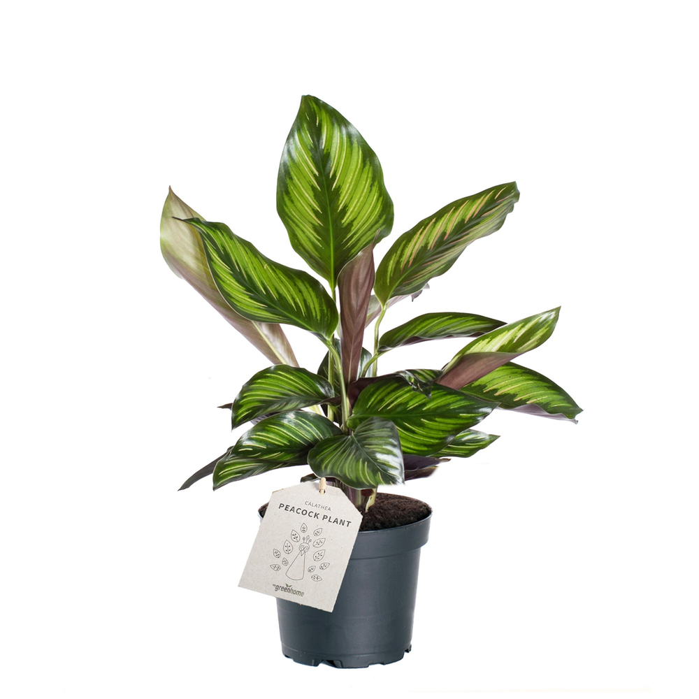 Goeppertia ´Beauty Star´.