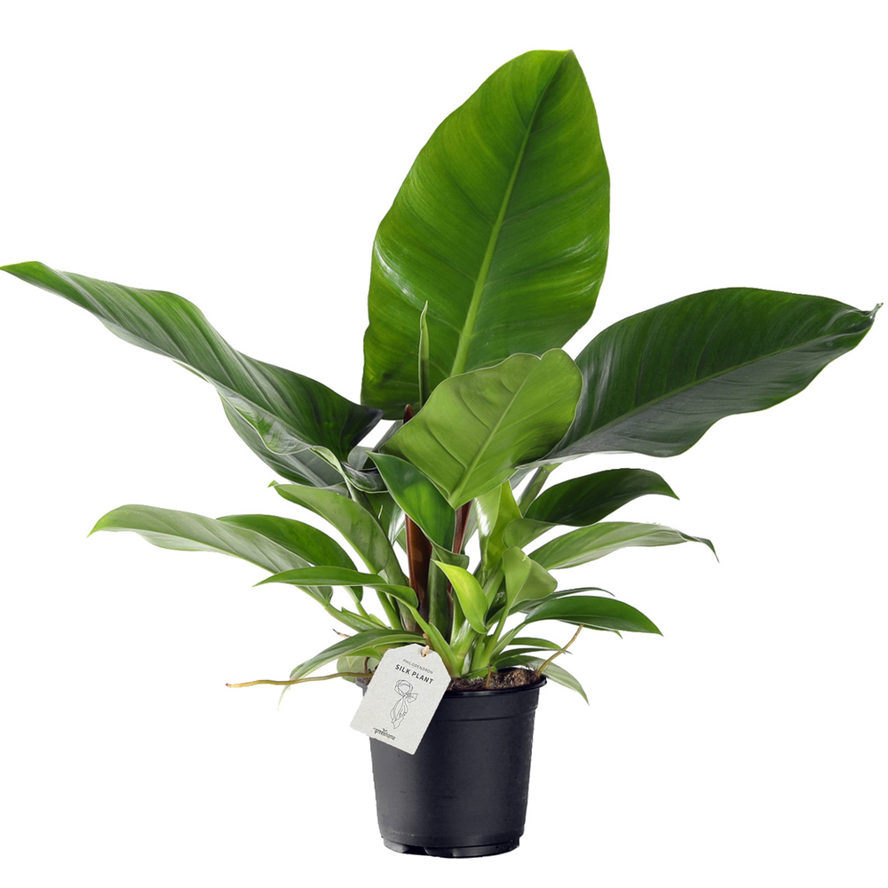 Philodendron ´Imperial Green´.