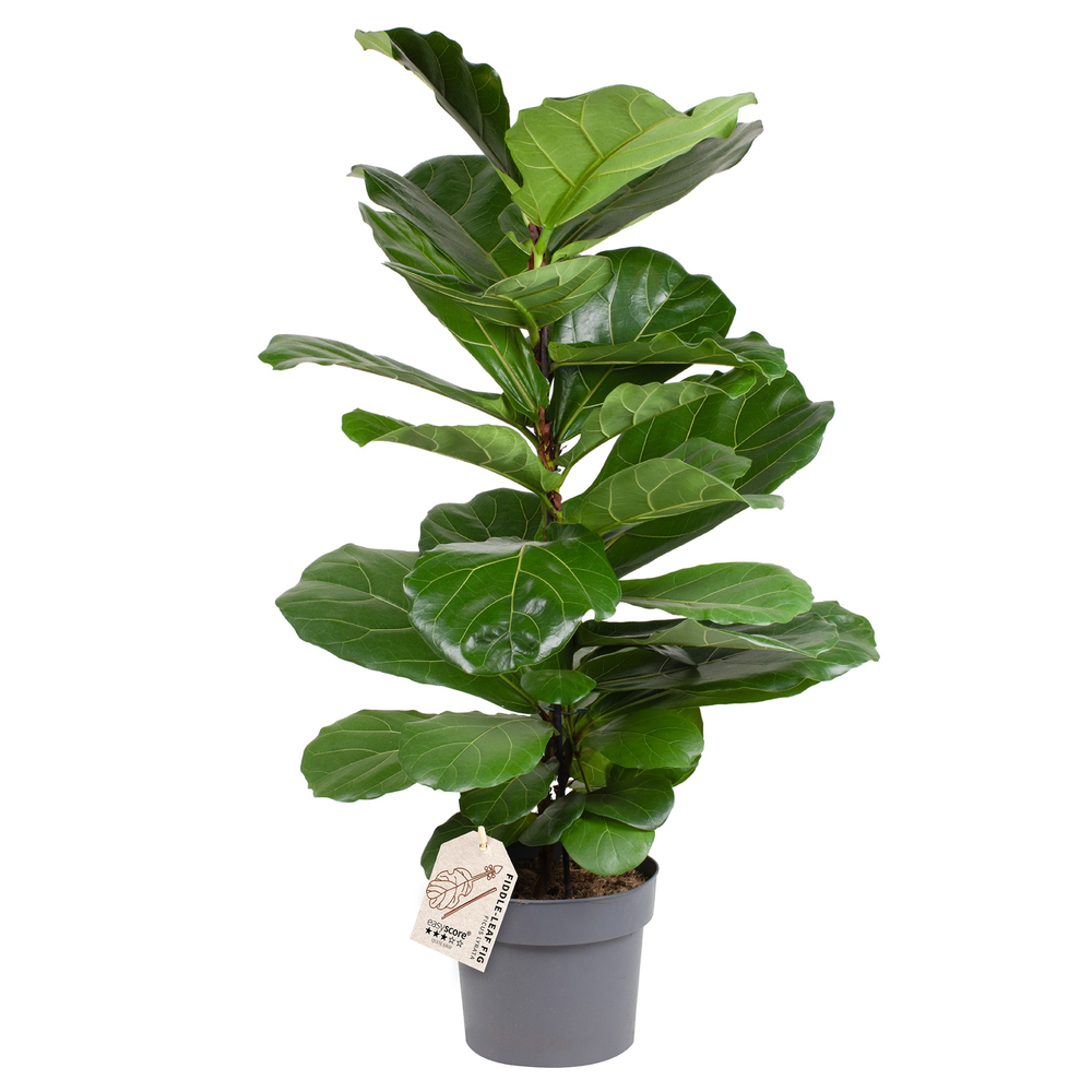 Ficus lyrata.