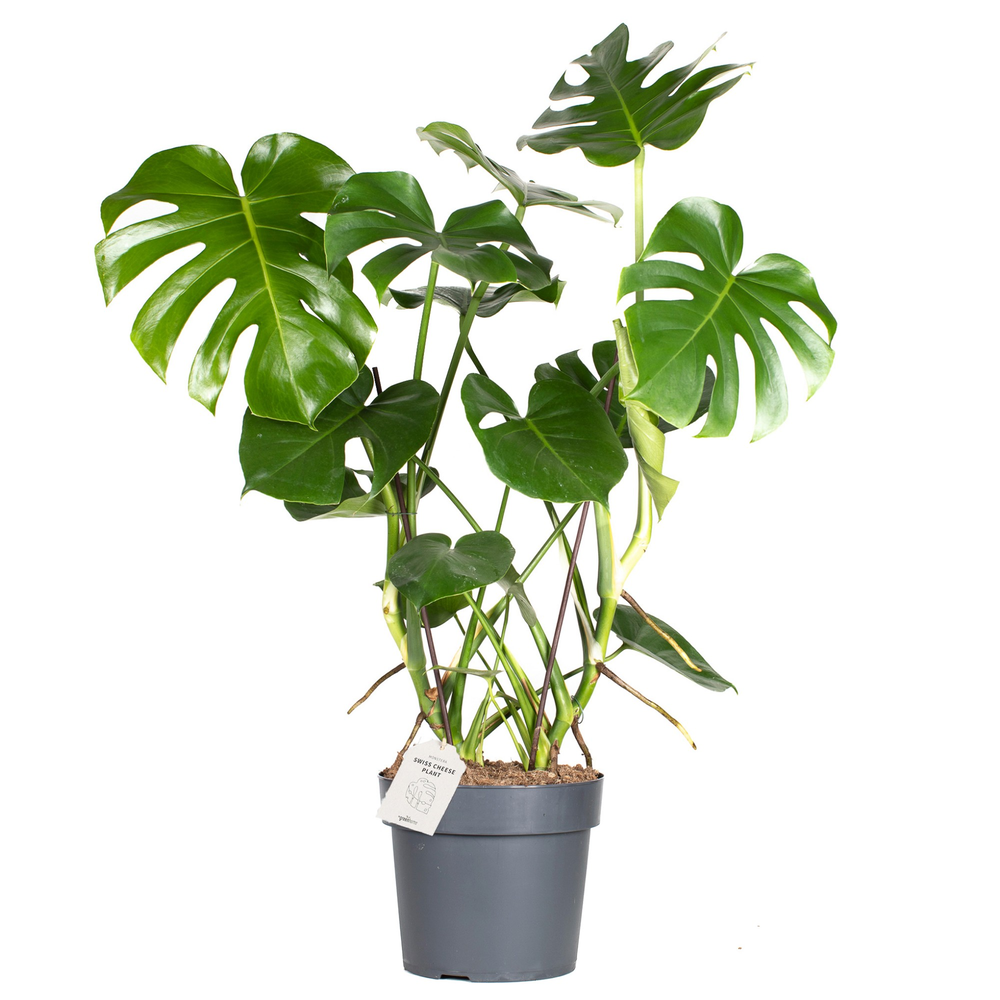 Monstera deliciosa.