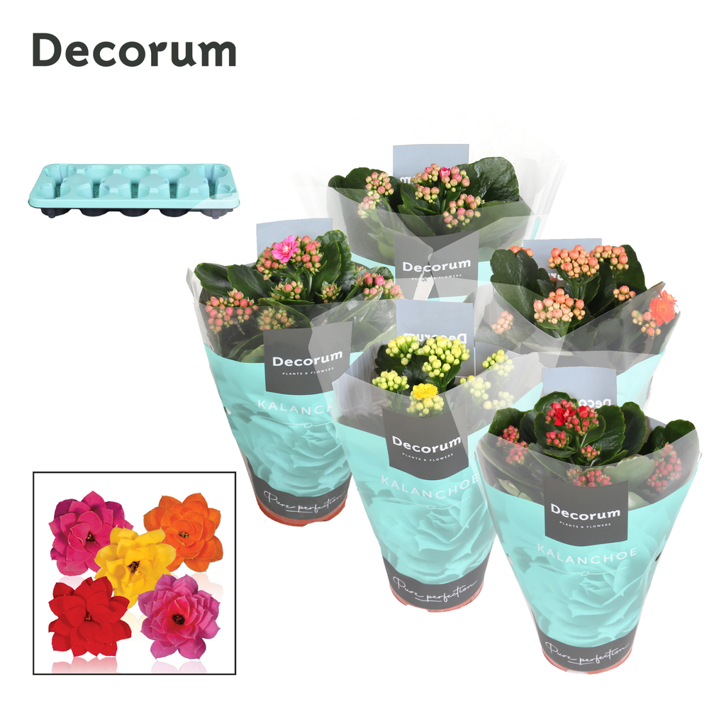 Kalanchoe Decorum - 5 Colors Mix.
